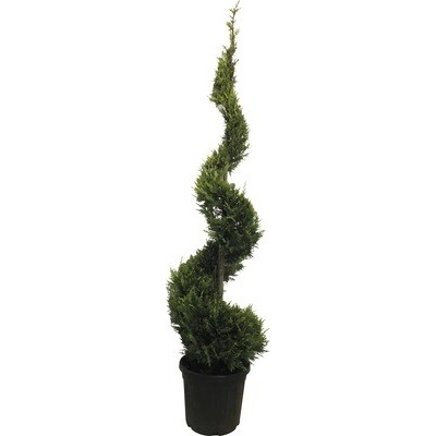 Cyprusovec leylandský žltý špirála FloraSelf Cupressocyparis leylandii 'Castlewellan Gold' výška 175-200 cm kvetináč 30 l