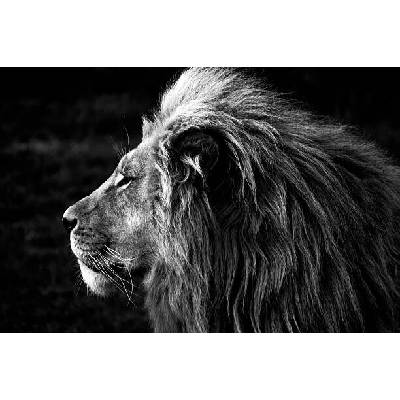 Plagát, Obraz - Close-up of a Lion (B&W), azamkassim, 40 × 26.7 cm