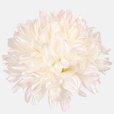 Chryzantéma hlava saténová, Cream/Pink, 16 cm, 12 ks/bal, Krémová/Ružová, ø 16 cm