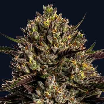 Anesia Seeds Chimera Cut semena neobsahují THC 10 ks