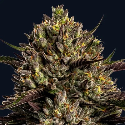 Anesia Seeds Chimera Cut semena neobsahují THC 10 ks