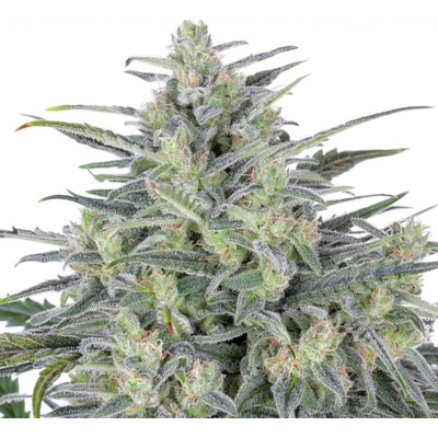 Expert Seeds Critical Lights semena neobsahují THC 3 ks
