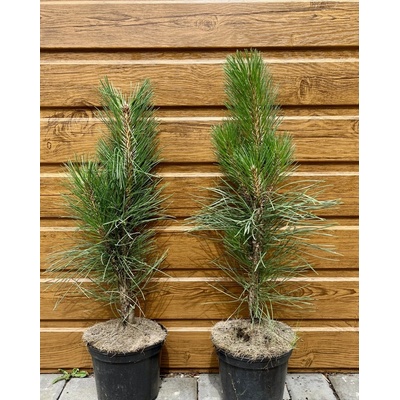 Borovica čierna (Pinus nigra ´Green tower´) veľkosť 45-55cm