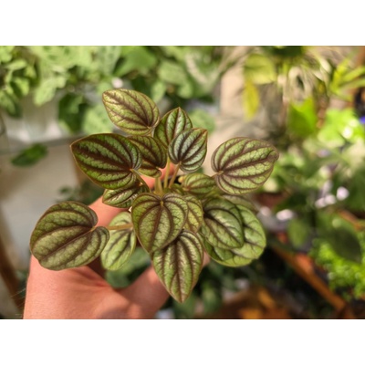 PlantBros flower Peperomia albov. Bambino