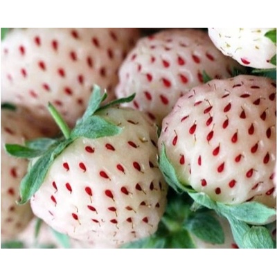 Jahodník bílé barvy 'Ananas' 5 ks poloraný