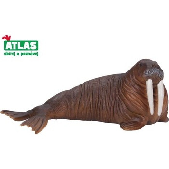 Atlas Морж