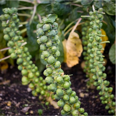 Kapusta růžičková Groninger - Brassica oleracea - semena - 50 ks