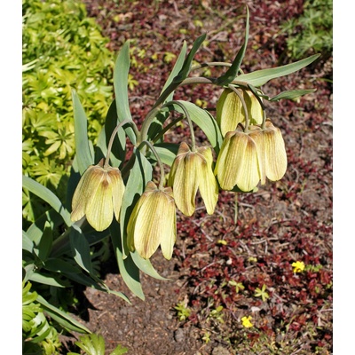 Řebčík Pallidiflora Fritillaria persica prodej cibulovin 2 ks