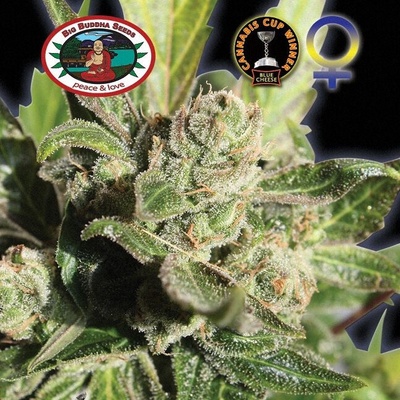 Big Buddha Seeds Blue Cheese Semienka neobsahujú THC 5 ks