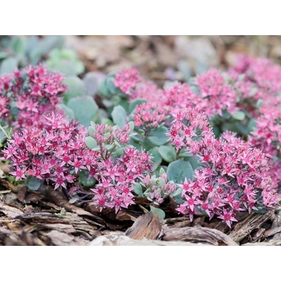 Rozchodník - Sedum cauticola, kont. 0,5 l