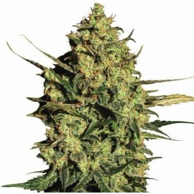 Nirvana Master Kush AUTO semena neobsahují THC 5 ks