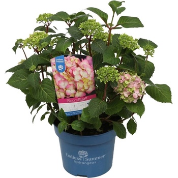 Image 1 of Endless Summer® Bloomstar® Pink - Endless Summer - Хортензия макрофила