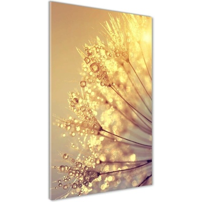 Vertikálny foto obraz sklenený Semená púpavy 50x100 cm