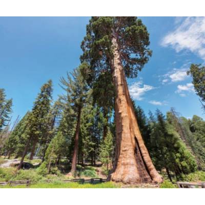 Sekvoja vždyzelená (Sequoia sempervirens) - výška 40-50 cm, kont. C2,5L