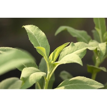 Šalvia biela - Salvia apiana - semená šalvie - 10 ks