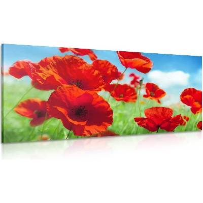 Obraz květiny máku na louce - 120x60