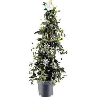 Mučenka belasá Passiflora caerulea výška cca 100 cm kvetináč 5 l