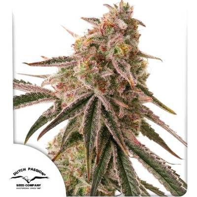 Dutch Passion Frozen Biscotti semena neobsahují THC 3 ks