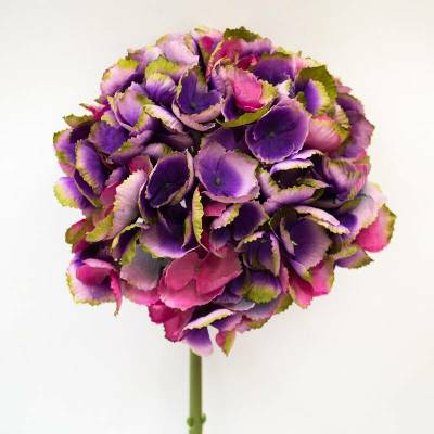 Hortenzie - Hydrangea Jadey fialová V46 cm