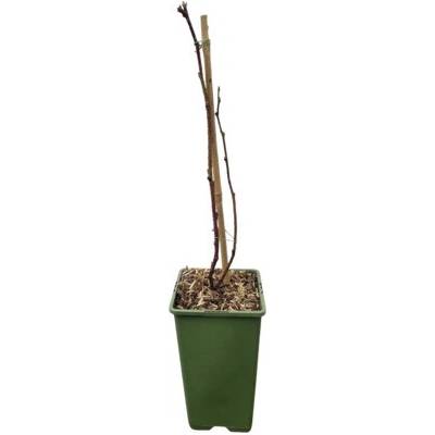 Malinočernica BIO FloraSelf Bio Rubus loganobaccus 'Tayberry'® kvetináč 2 l