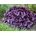 Heuchera Dolce Wildberry