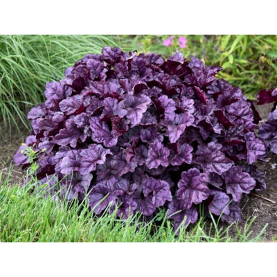 Heuchera Dolce Wildberry