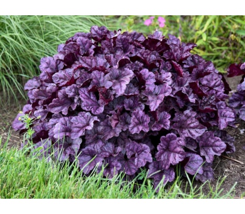 Heuchera Dolce Wildberry