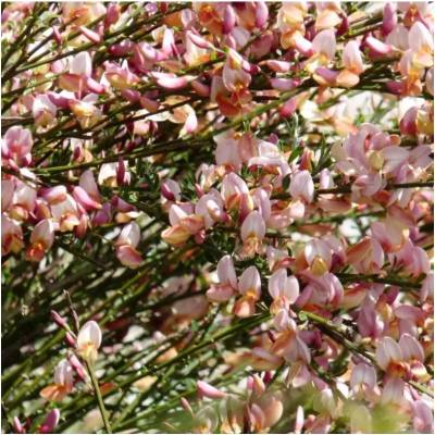 Cytisus (P) 'Zeelandia' 20-30 VKR1,5L