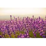 DIMEX ART Флизелинов фототапет красива лавандула 375 x 250 см