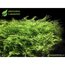 Vesicularia dubyana - Singapore moss