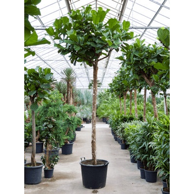 Fikus - Ficus lyrata stem 70x425 cm