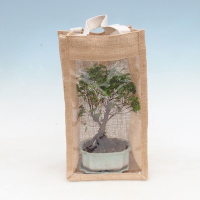 e-bonsai Pokojová bonsai v dárkové tašce - JUTA