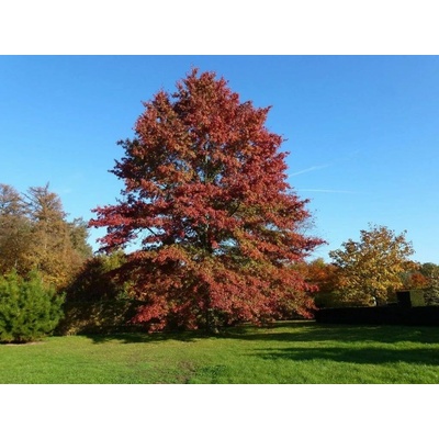 Dub močiarny, výška 60-100 cm, kvetináč 9 l