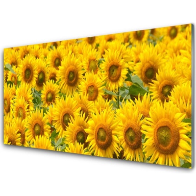Obraz na skle Slunecznice Rostlina 100x50 cm