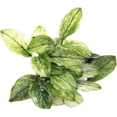 Anubias Nana Pinto 5,5 cm