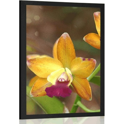Plagát oranžová orchidea