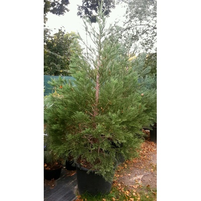 Sekvojovec mamutí (sequoiadendron giganteum) veľkosť 240-300cm