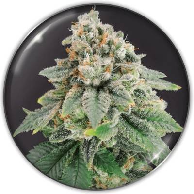 Medical Seeds Co. Bluehell CBD semena neobsahují THC 3 ks