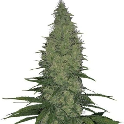 Serious Seeds Serious Happiness semena neobsahují THC 3 ks
