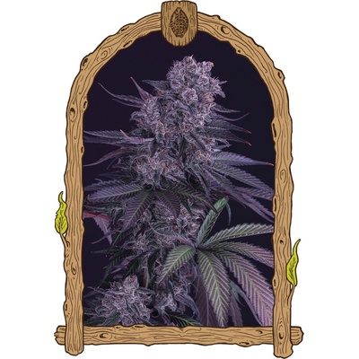 Exotic Seed Quick Black Lemon semienka neobsahujú THC 3 ks