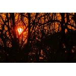 DIMEX ART Флизелинов фототапет силует от клони 375 x 250 см