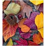 DIMEX ART Флизелинов фототапет есенни листа 225 x 250 см