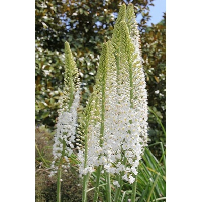 Eremurus LINE DANCE - stepní lilie, liliochvostec