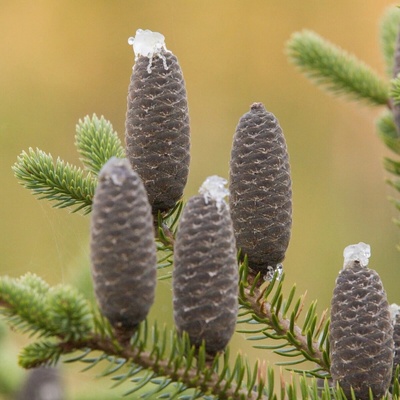 Jedle balzámová - Abies balsamea - semena - 7 ks
