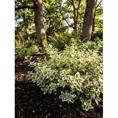 Brslen Fortuneův ´Harlequein´ EUFO-HA-2 5-20 cm, H9