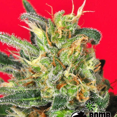 Bomb Seeds Cluster Bomb Senena neobsahují THC 10 ks