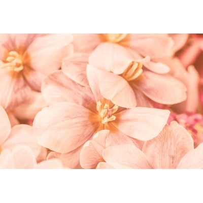 Plakát, Obraz - Close-up of pink flowers, Natalia Serenko / 500px, 40 × 26.7 cm
