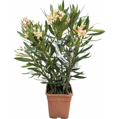 Oleander Angiolo Pucci, výška 60-80 cm, kvetináč 10 l
