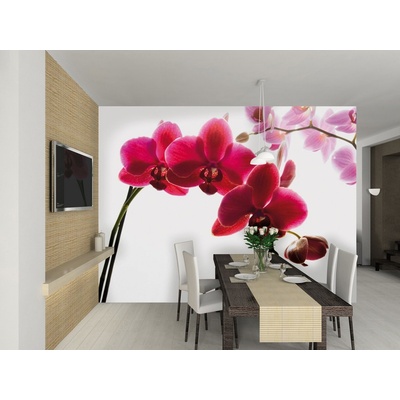 Wall Fototapeta orchidej 315 x 232 cm