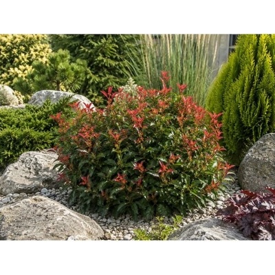 Červienka Fraserova (Photinia × fraseri) ‘LITTLE FENNA’ - výška 15-25, kont. C2L